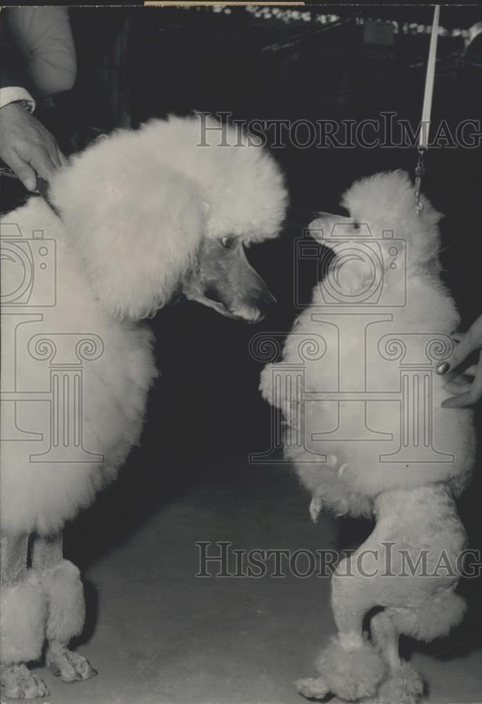 1959 Press Photo Poodles at the Paris Pet Dog Exhibition - Historic Images