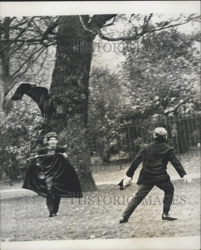 1965 Press Photo Goldie the London Zoo Eagle evades capture - Historic Images