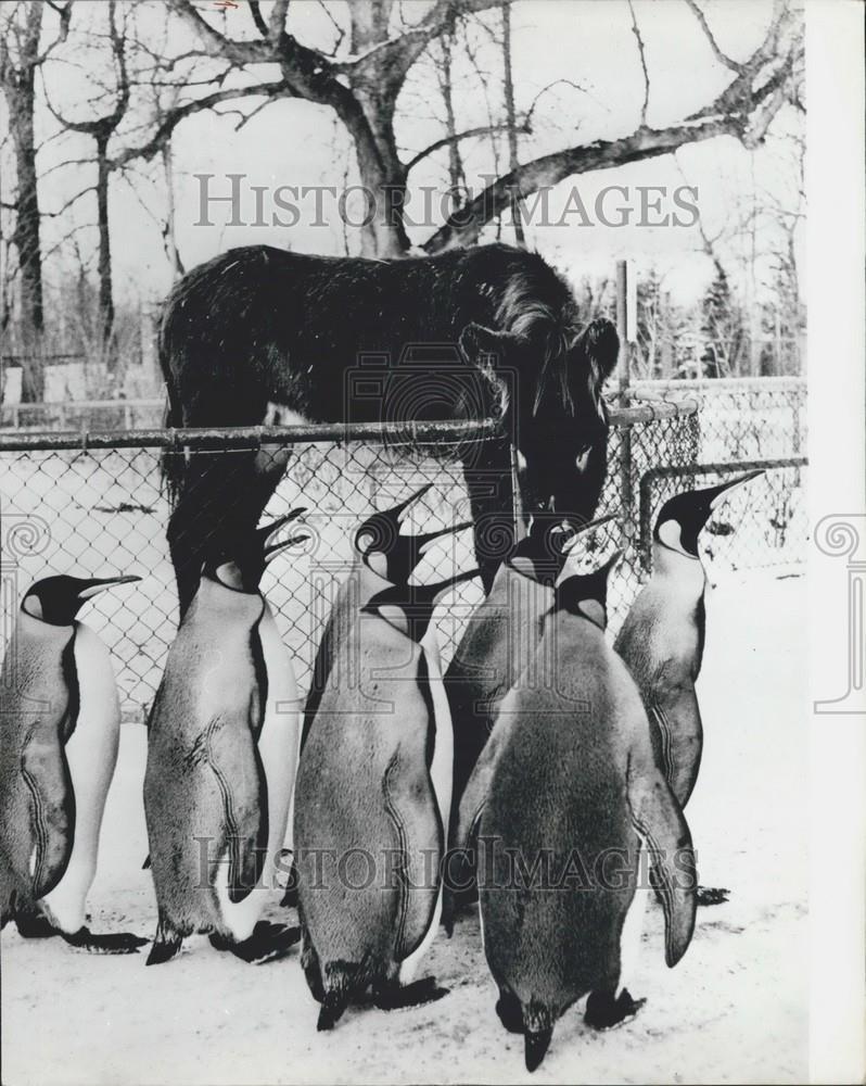 Press Photo Donkey King Penguins Hellabrunn Zoo Hamburg Germany - Historic Images