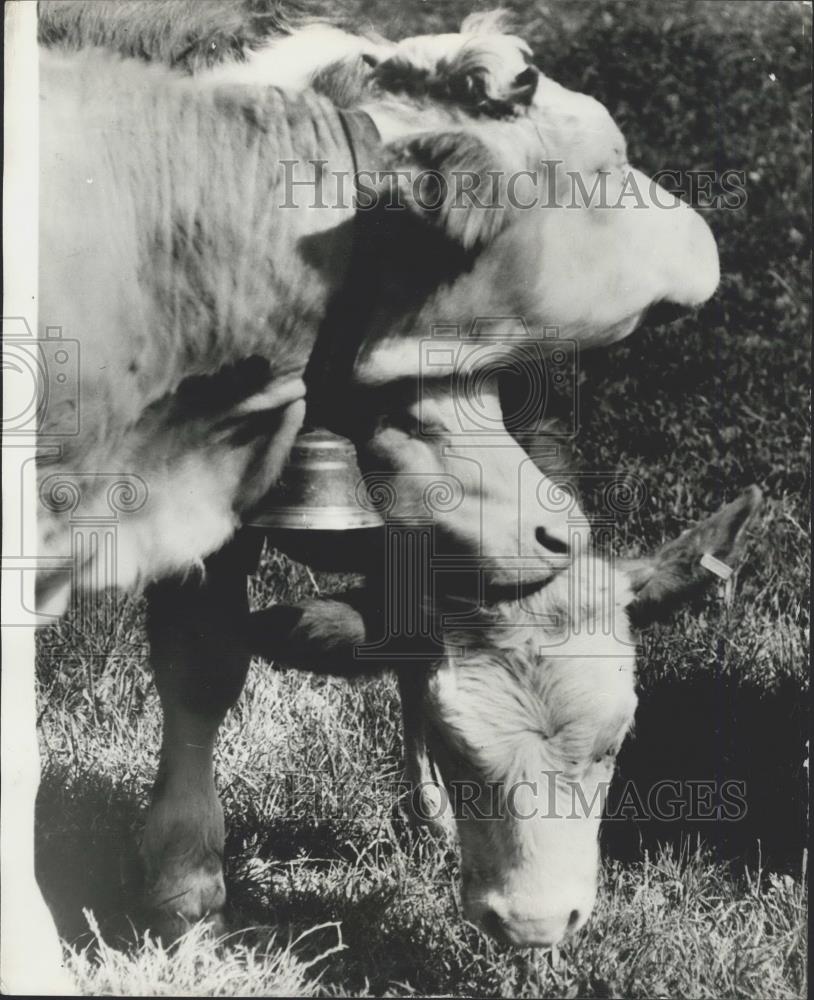 Press Photo Sunning and Eating for the 3 calfs - Historic Images