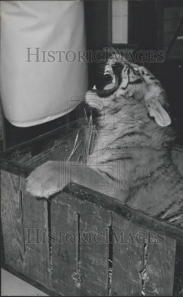 Press Photo Tiger Atu, Munich Circus - Historic Images