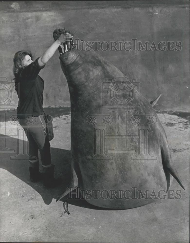 Press Photo Feeding the Elephant Seal - Historic Images