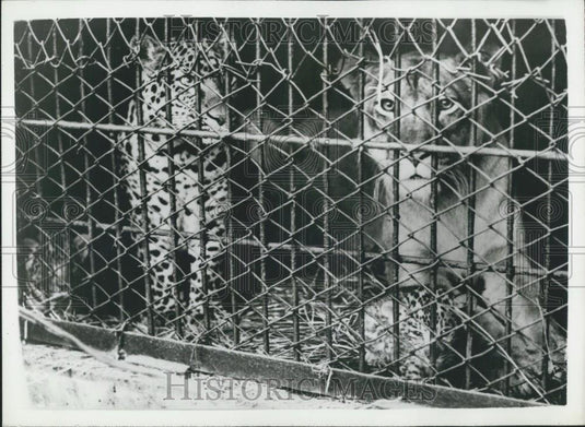 Press Photo World's First Leopons Cross Between Leopard Lion Hanshin Park Zoo - Historic Images