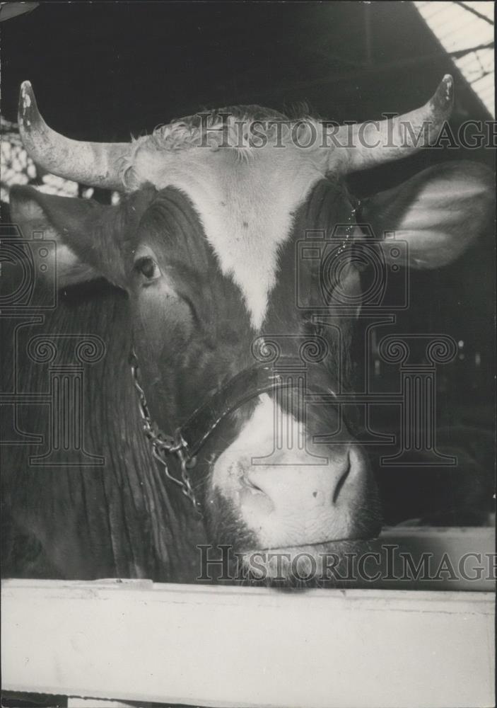 1953 Press Photo Agricultural Show in Paris,A bull on show - Historic Images