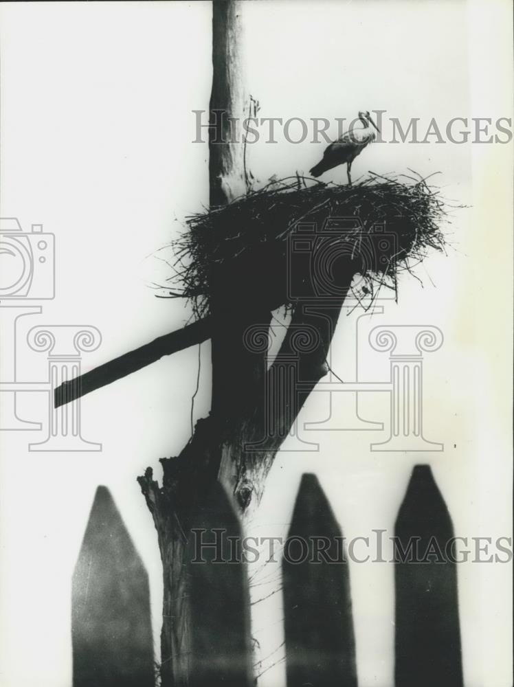 Press Photo A Stork watching over her babies - Historic Images