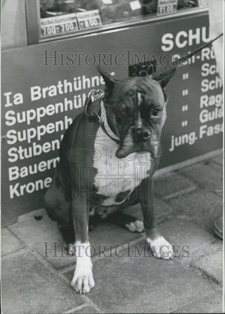 Press Photo Dog Poses Outside Deli - Historic Images