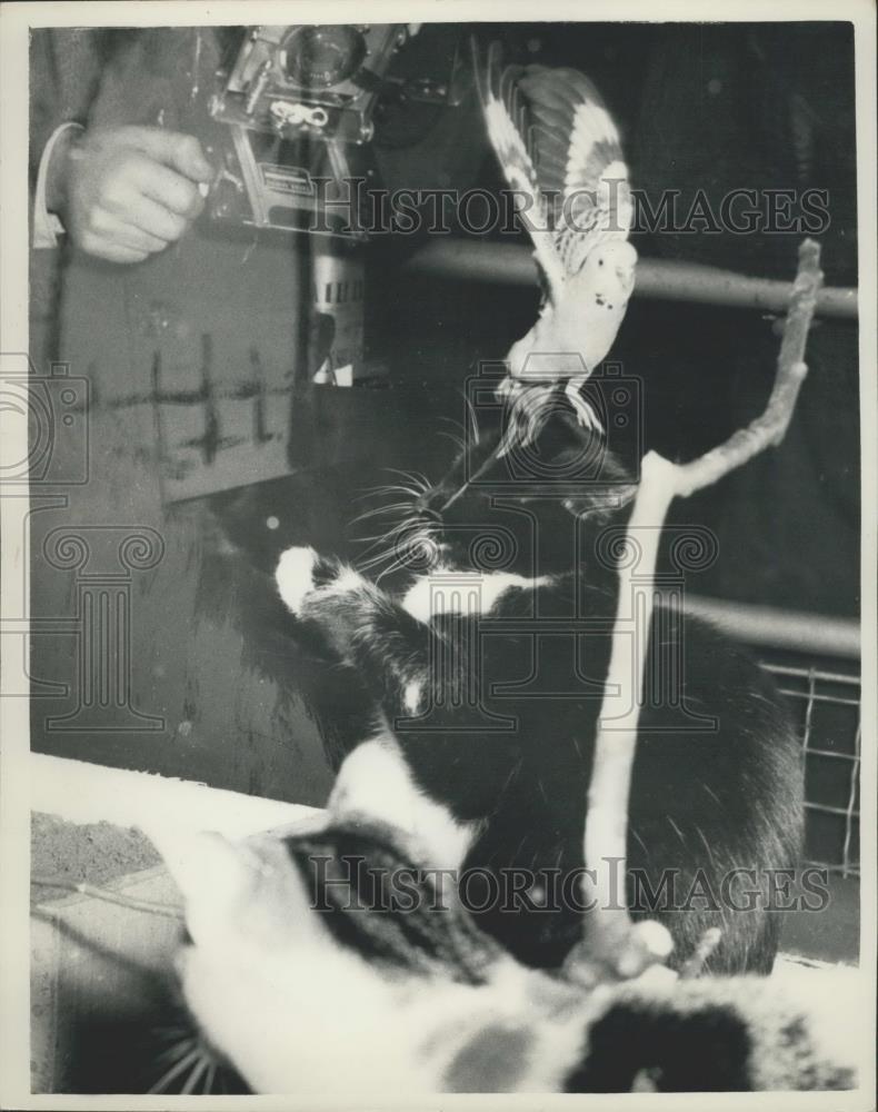 1958 Press Photo Budgerigar, Cat, National Exhibition of Cage Birds, Olympia - Historic Images