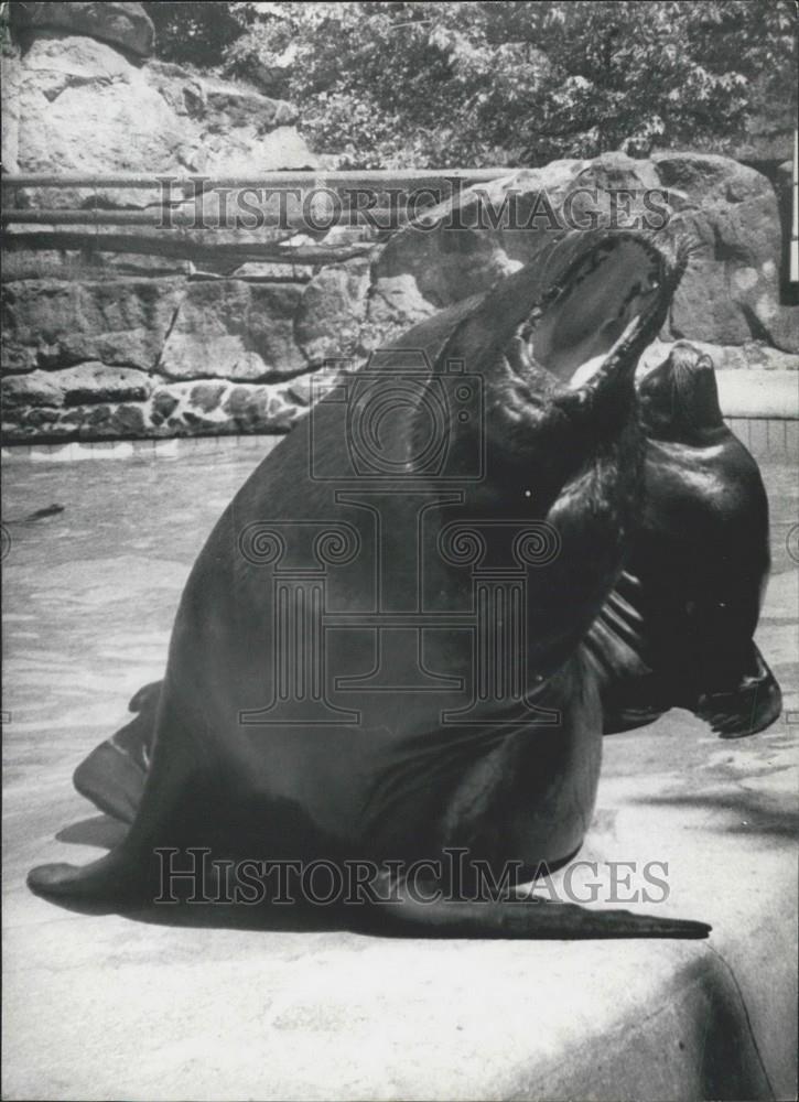 Press Photo Seal sunning at the Berlin Zoo - Historic Images