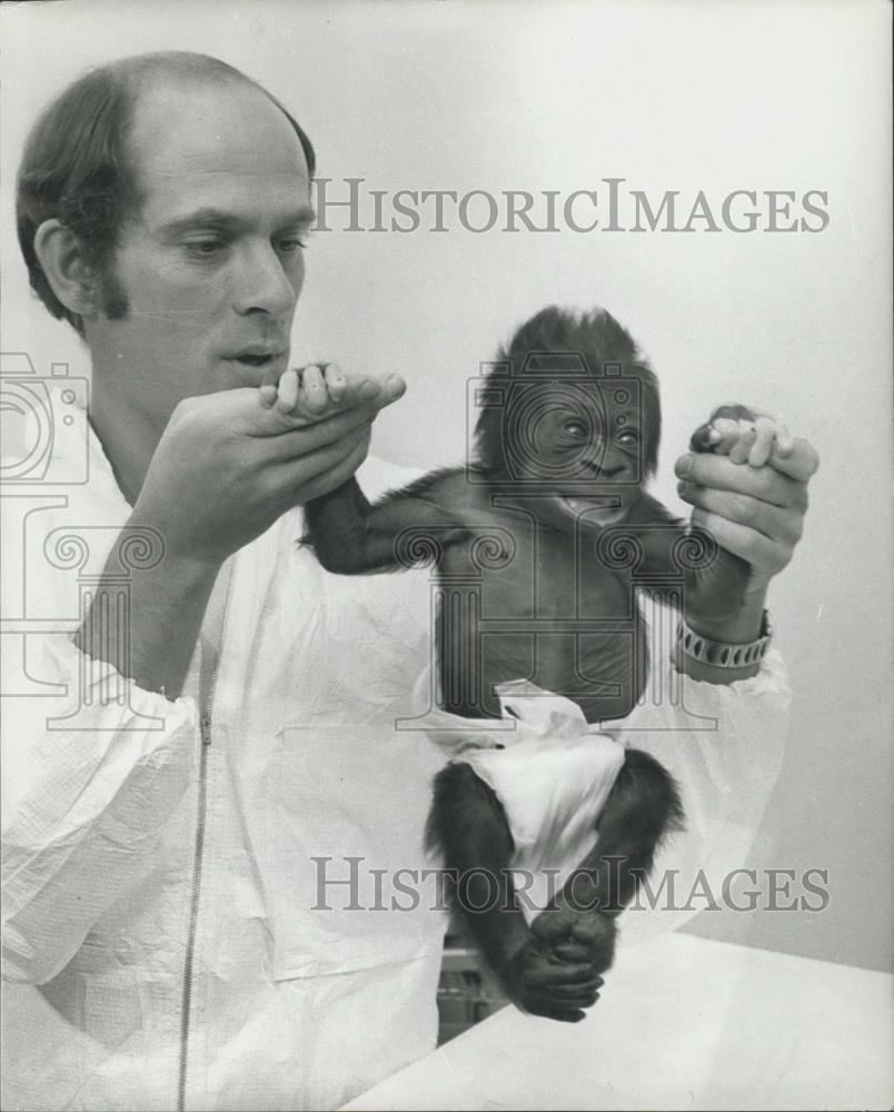 1980 Press Photo A baby gorilla at Bristol Zoo - Historic Images