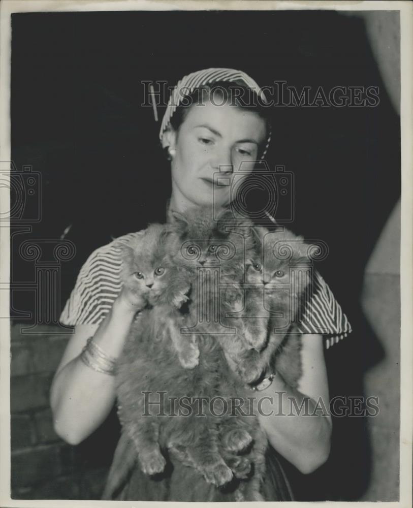 1953 Press Photo Blue Persian Kittens - Historic Images