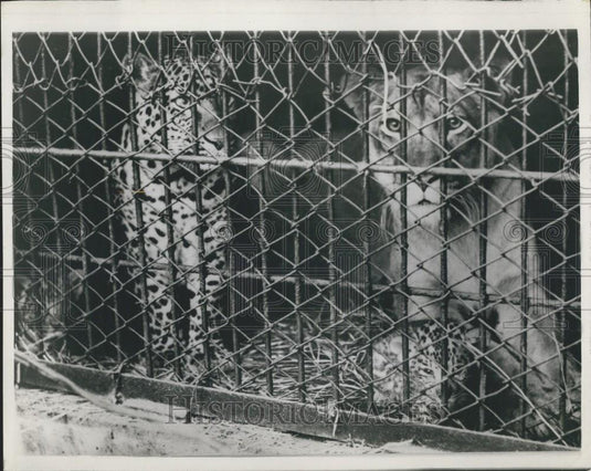 Press Photo Leopone Cross Between Leopard Lioness Hanshin Park Zoo Osaka Japan - Historic Images