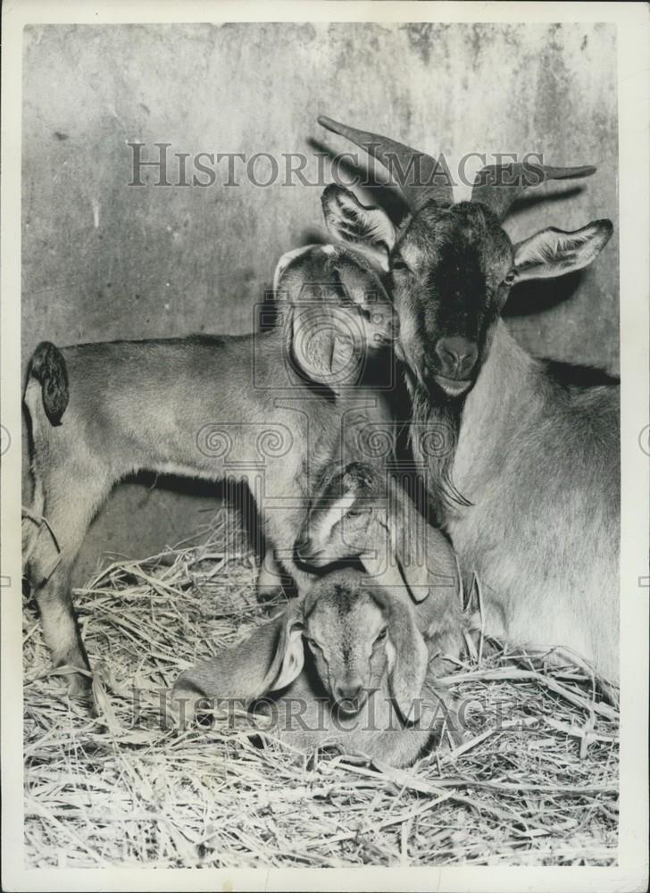 1956 Press Photo Ingrid with her triplets born at the London Zoo - Historic Images