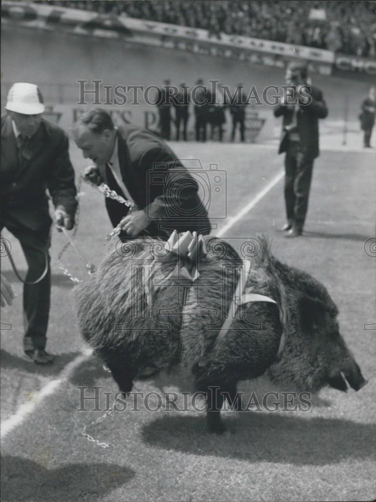 1965 Press Photo Sedan unleashes its mascot, the Boar, at the cup final against - Historic Images