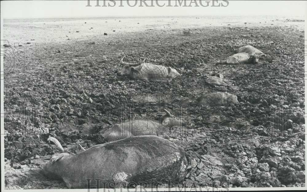 Press Photo Herds Die Due to Drought Conditions - Historic Images