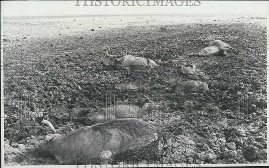 Press Photo Herds Die Due to Drought Conditions - Historic Images