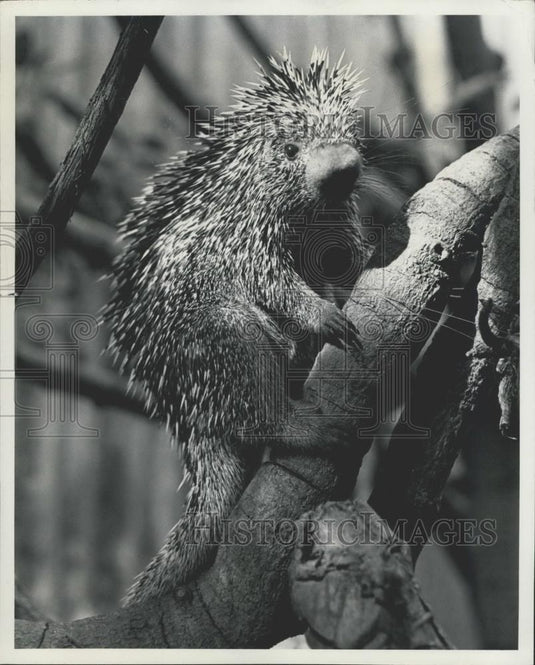 1981 Press Photo The Porcupine's new home at the San Diego Wild Animal Park - Historic Images