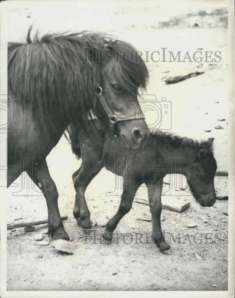 Press Photo Exceptionally Small Shetland Pony "Crystal" - Historic Images