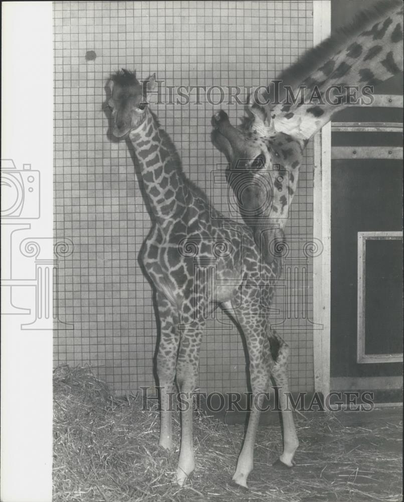 1978 Press Photo London zoo&#39;s newest baby giraffe and its mom - Historic Images