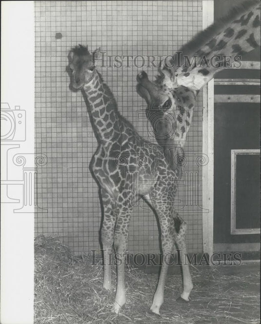 1978 Press Photo London zoo's newest baby giraffe and its mom - Historic Images