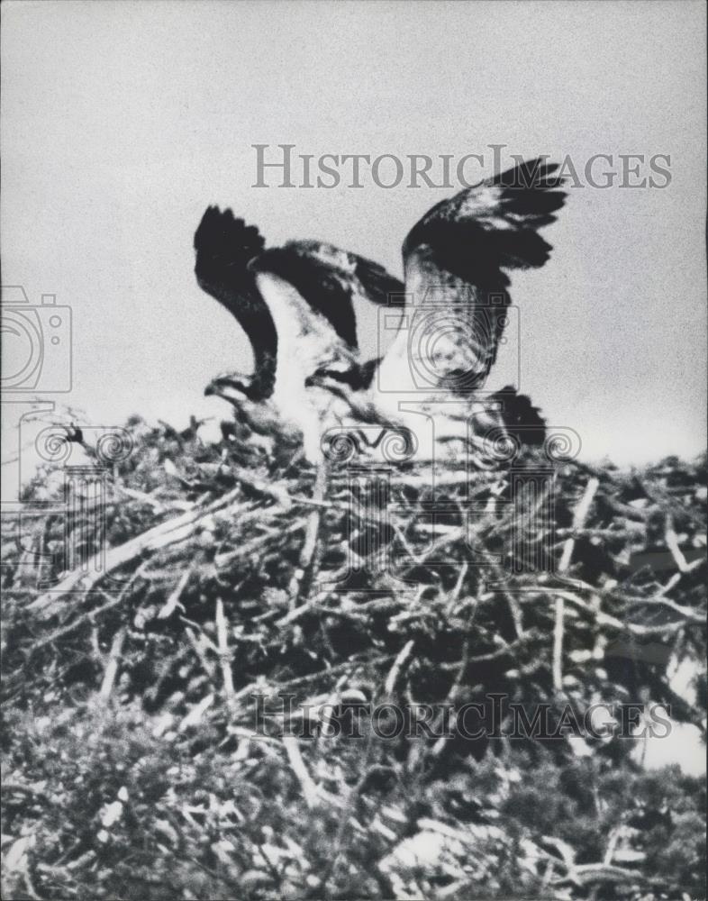 1972 Press Photo Osprey Chicks, Loch Garten, Invernessshire - Historic Images