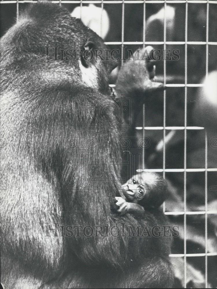 1974 Press Photo Gorilla Mother Achilla With Her Little Baby In Basle - Historic Images