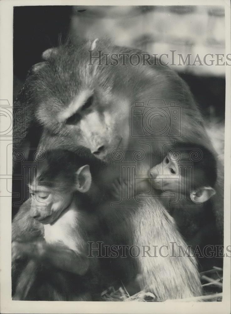 Press Photo Taking care of all the babies - Historic Images