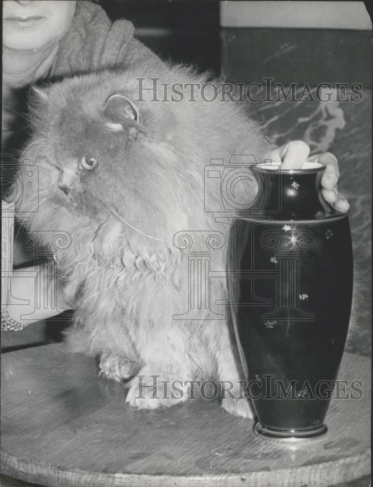 1966 Press Photo Persian Cat, Starlight Baron, International Cat Show, Paris - Historic Images