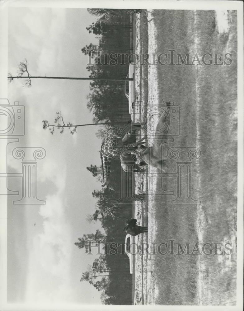 Press Photo Lion COuntry Safari in West Palm Beach, Florida - Historic Images