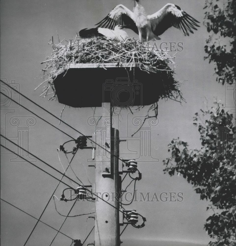 Press Photo Stork nest on top of a Telephone Pole - Historic Images