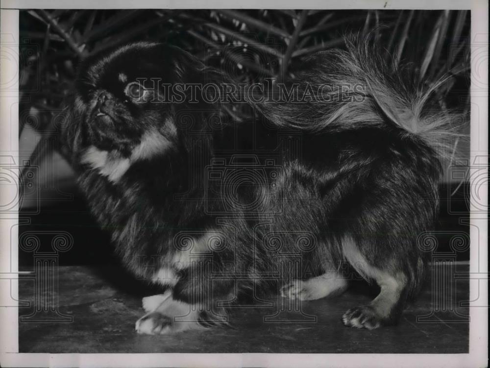 1939 Press Photo Pekingines Specialty Show Hei Chah Of Dah Wong - Historic Images