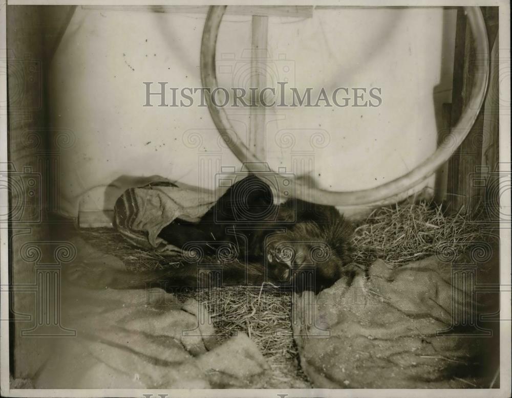 1932 Press Photo A gorilla at NY Medical center from Washington zoo - Historic Images