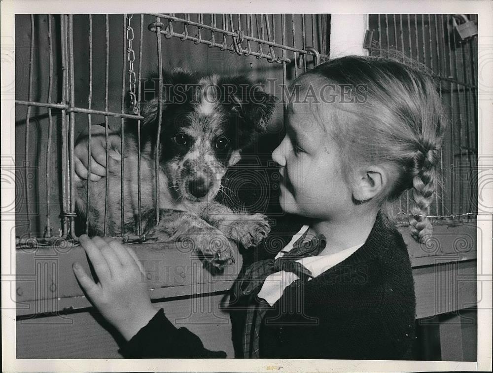 1950 Press Photo Julie Brown &amp; puppy at San Francisco, Cal. SPCA shelter - Historic Images