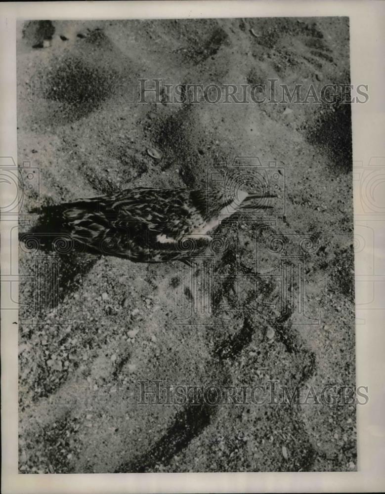 1941 Press Photo Black Skimmer bird on beaches at Cape Romain refuge in S.Car. - Historic Images
