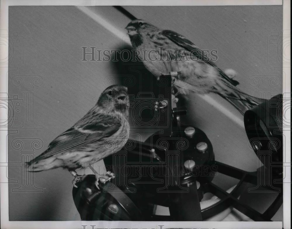 1953 Press Photo Cold Weather Birds Redpolls - Historic Images