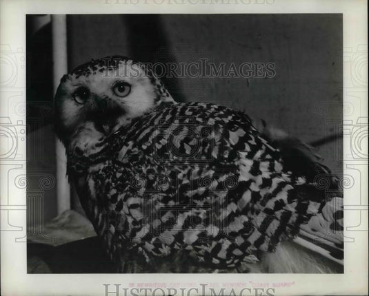 1944 Press Photo Arctic Owl Joins Coast Guard Crew - Historic Images