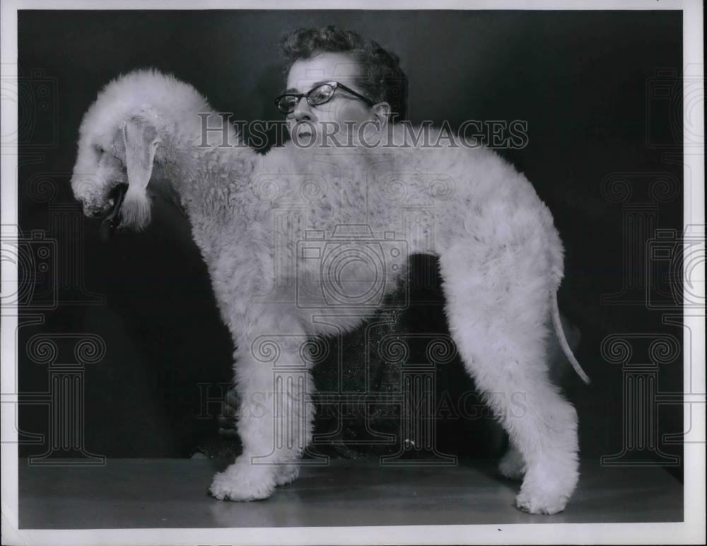 1960 Press Photo Eleanor Zrelinski owner of a Bedlington Terrier - nea46849 - Historic Images