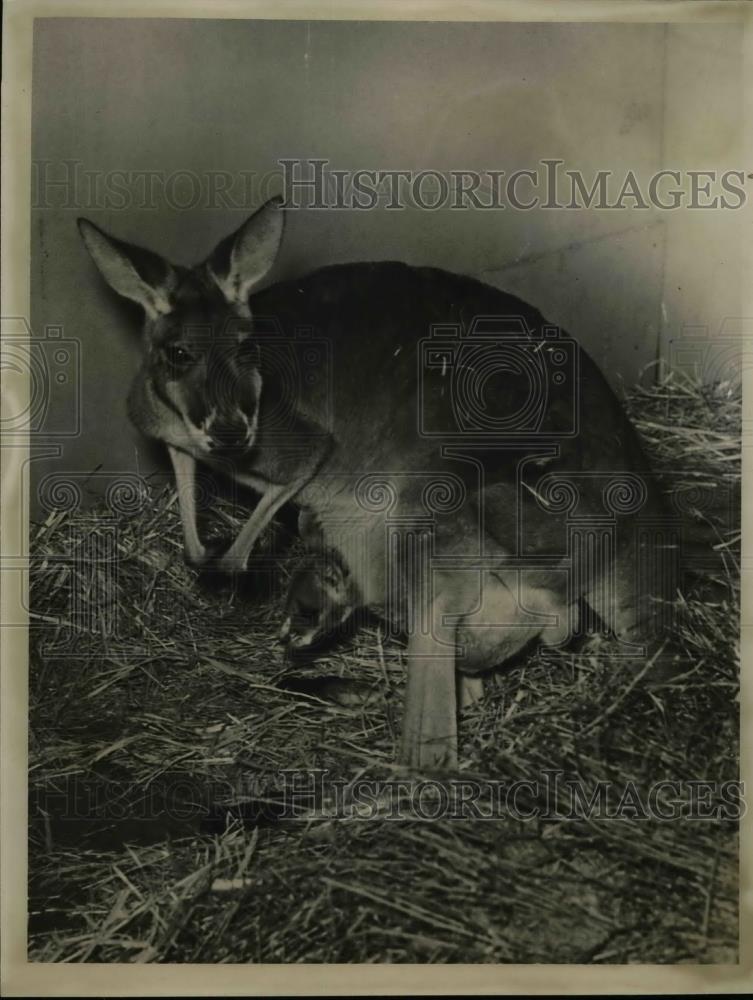 1941 Press Photo Kangaroo With Her Baby Joey - nea47713 - Historic Images
