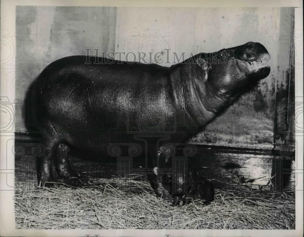 1940 Press Photo Mother Hippo at Washington Zoo & Baby Hippo - nea47252 - Historic Images