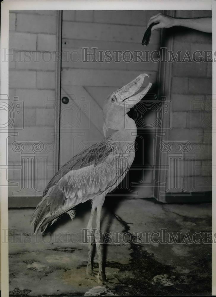 1938 Press Photo Johnny the Shoe Bill Stork at Forest Park Zoo in St Louis, Mo. - Historic Images
