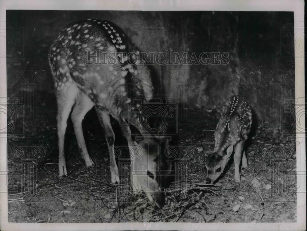 1936 Press Photo Spotted deer and her offspring Vincennes Zoo in Paris - Historic Images