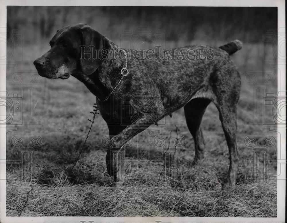Press Photo German Shorthaird Dog - nea46847 - Historic Images