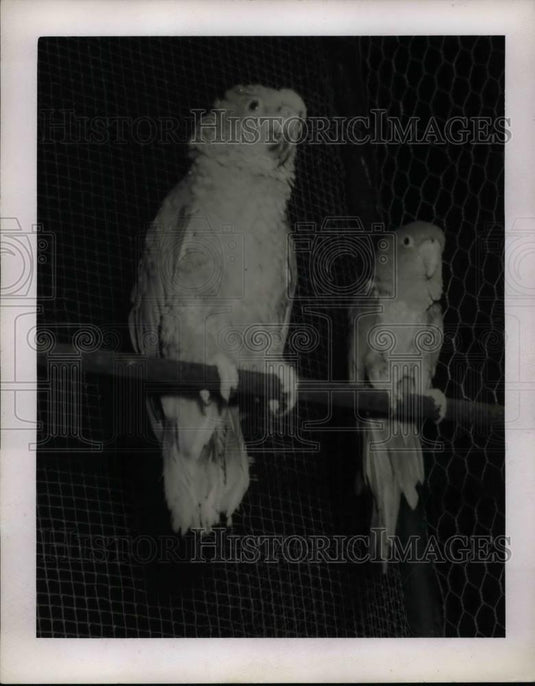 Press Photo Birds - nea47668 - Historic Images
