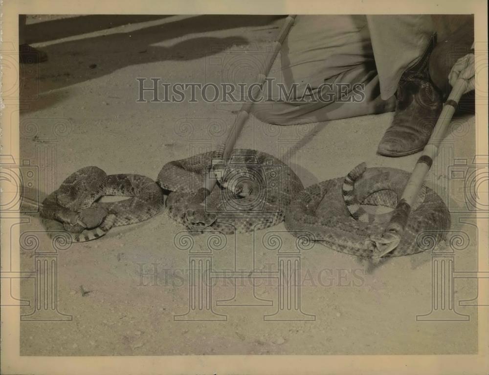 1945 Press Photo Three Diamondback Rattlesnakes Rattlers 8 Feet Long Texas Snake - Historic Images