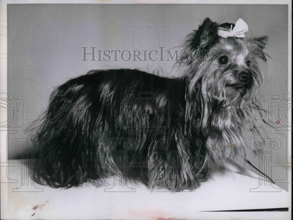 1958 Press Photo A Yorkshire Terrier - nea46853 - Historic Images