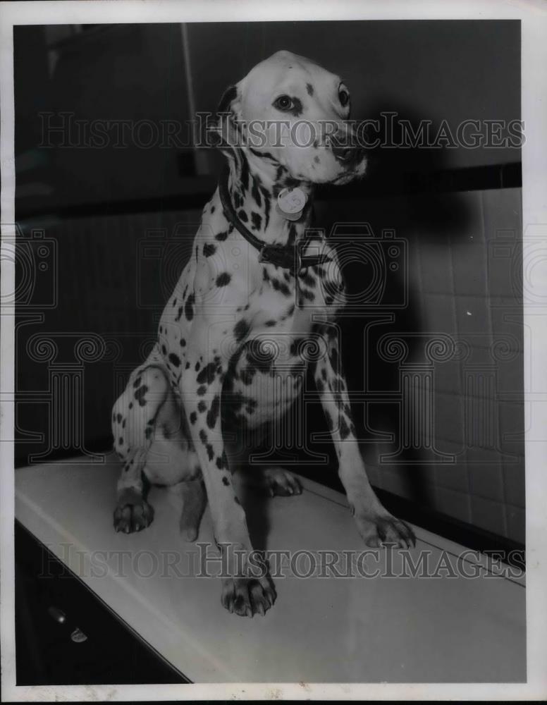 1955 Press Photo Red The Dalmatian Up For Adoption At Animal Protective League - Historic Images