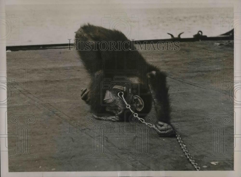 1936 Press Photo View Of Chimpanzee Upside Down Looking At Both Feet - nea46818 - Historic Images