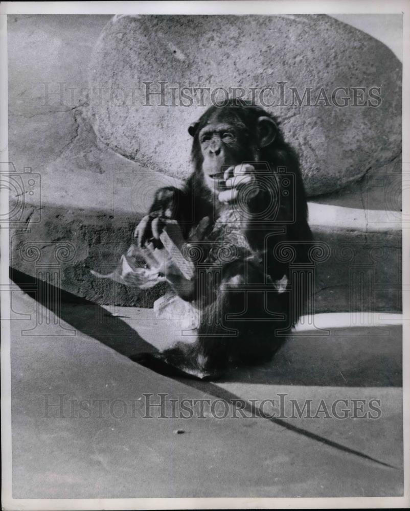 1954 Press Photo Chimpanzee in a zoo in the US - nea47647 - Historic Images