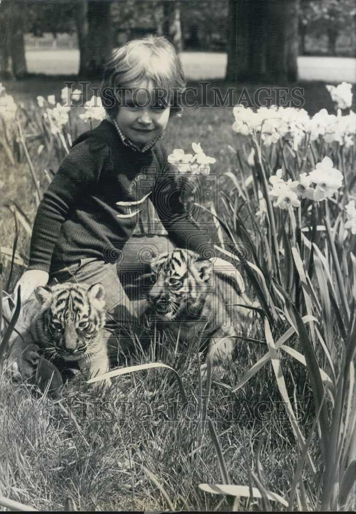 Press Photo Tiger Cubs in Paris Zoo meet a small child - Historic Images