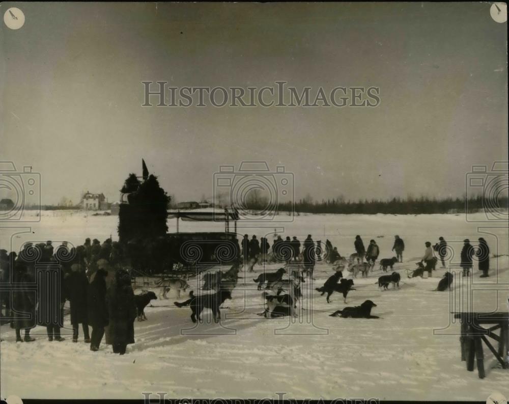 1927 Press Photo Dog deby race teams for 120 mile race - Historic Images