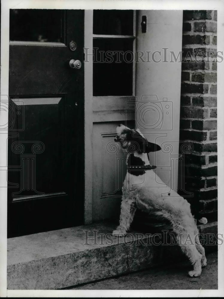 1941 Press Photo The dog &quot;Sandy&quot; outside the Society for prevention of cruelty - Historic Images